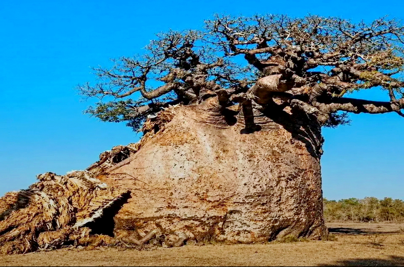 Tsitakakantsa : Le plus grand Baobab de Madagascar est en train de s’éteindre