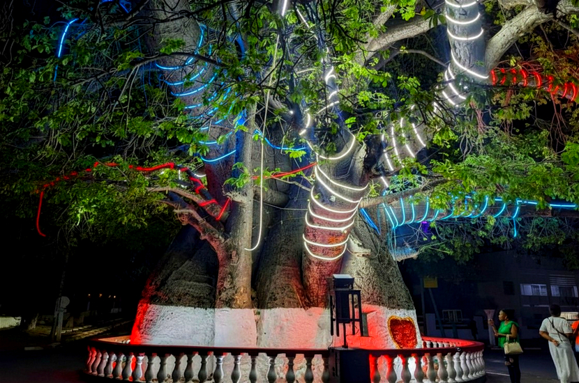 Soyons rassurés, le baobab de Mahajanga ne risque rien