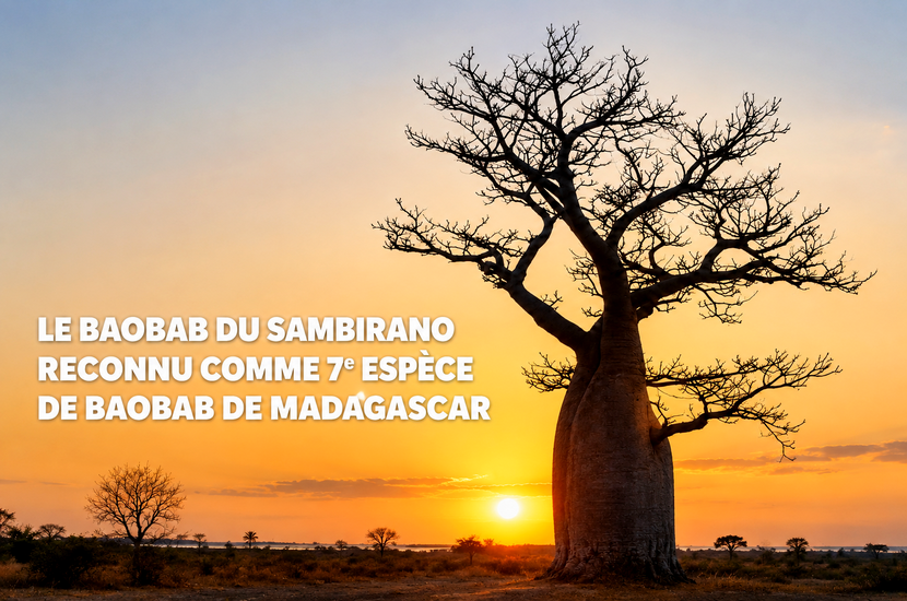 Madagascar compte désormais sept espèces de baobabs | baoba…