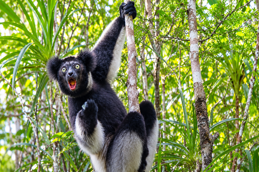 Le Babakoto (Indri indri) chante | Indri Madagascar