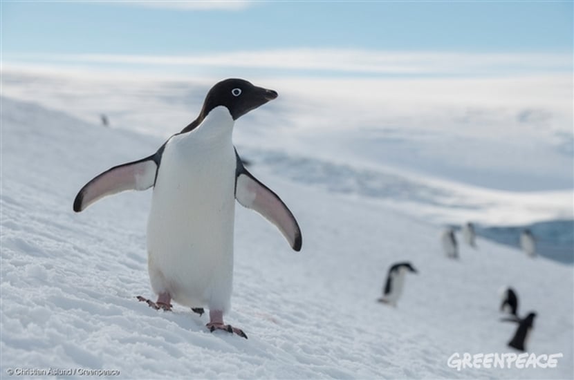 25 Avril : « World Pingouin Day »
