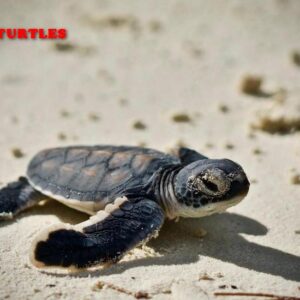 Smettila di bracconaggio alle tartarughe