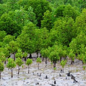 Pérenniser la conservation des mangroves