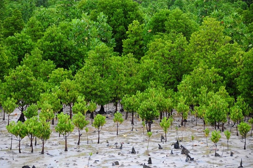 Pérenniser la conservation des mangroves