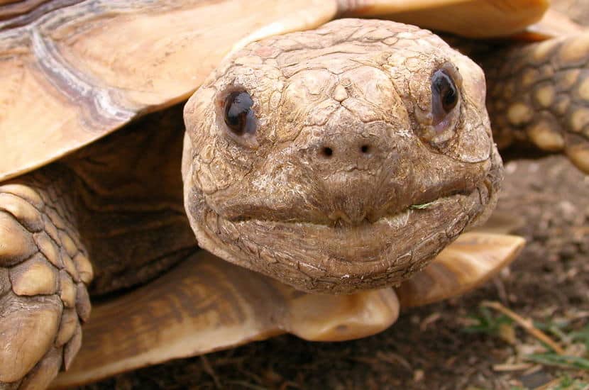 Ce 23 mai : Célébrons la journée mondiale de la tortue