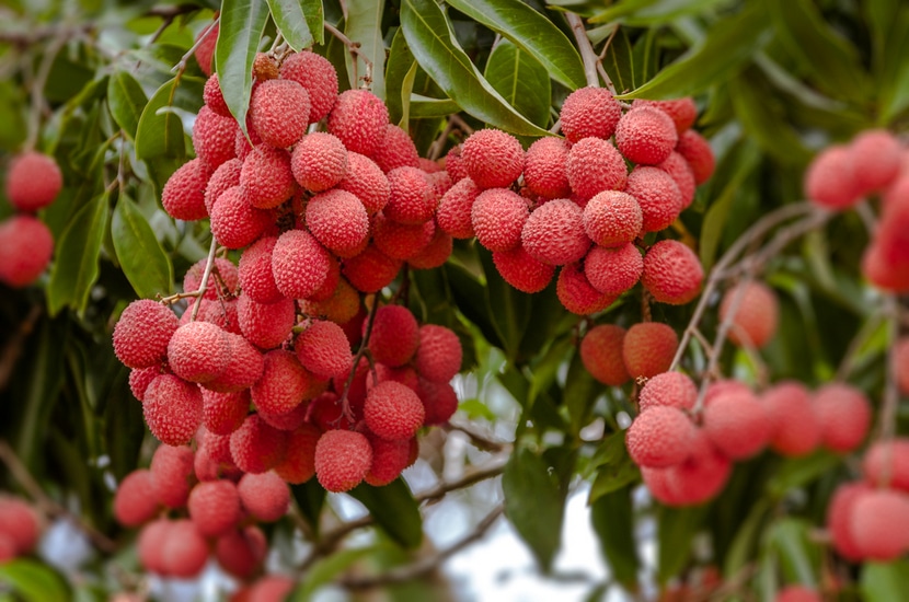 The true taste of lychee from Madagascar
