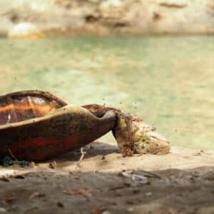 Massacre des tortues à Mayotte