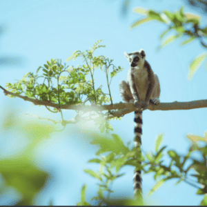 马达加斯加生物多样性