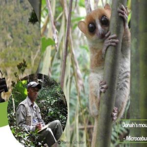 Scoperta di una nuova specie di lemure