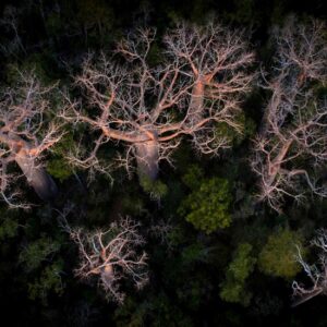 Les forêts précieuses de Madagascar