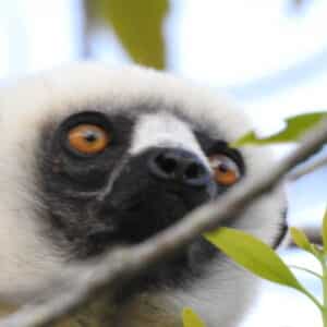 Les lémuriens : icônes de la biodiversité de Madagascar