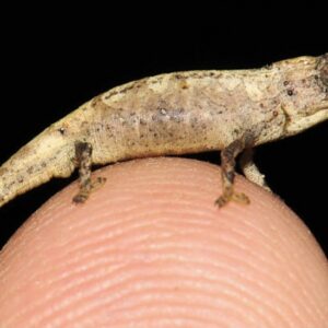 Discovering the smallest chameleon in the world