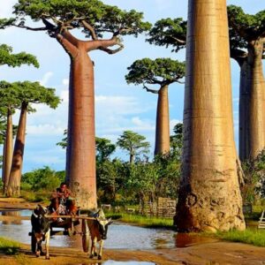 Madagascar parmi les 10 meilleures destinations de l'Afrique 