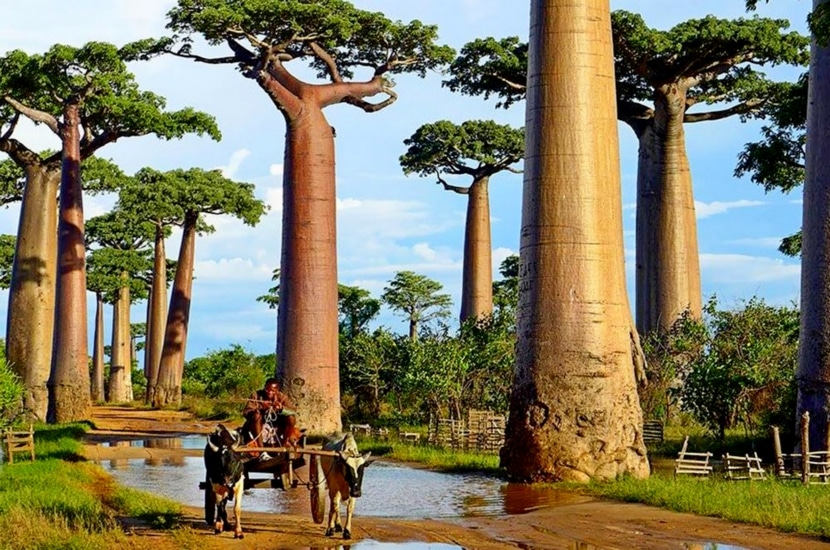 Madagascar parmi les 10 meilleures destinations de l'Afrique 