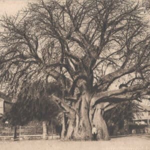 L'età del famoso baobab Majunga