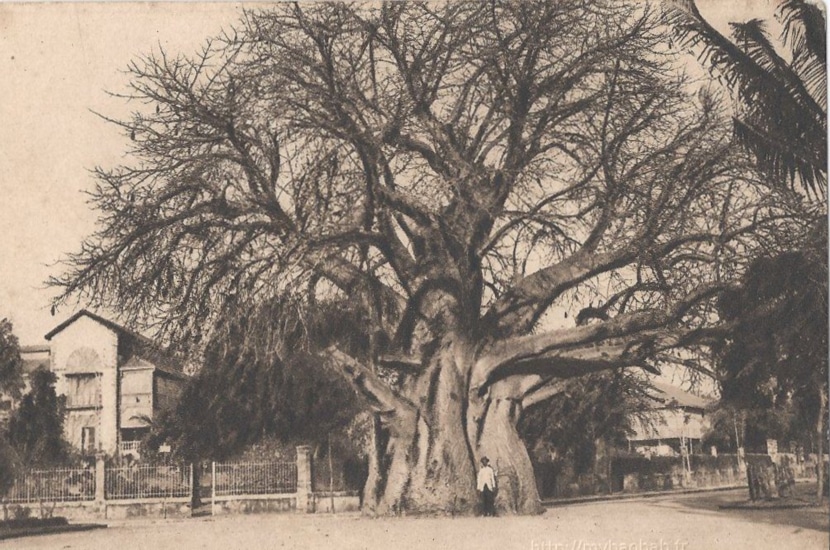 L'età del famoso baobab Majunga
