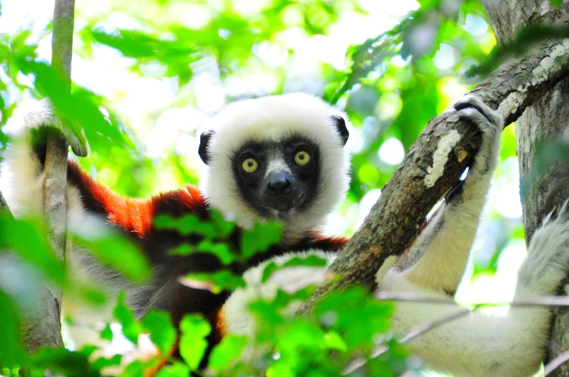 Biodiversità : Cosa dovremmo sapere sui lemuri ?
