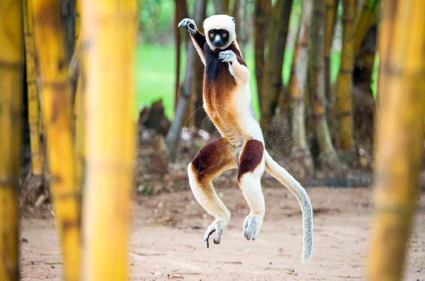 Madagascar : 9ème meilleures îles au monde