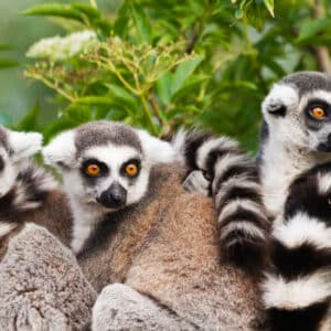 Tourisme : une nouvelle directrice à la tête de Madagascar National Parks