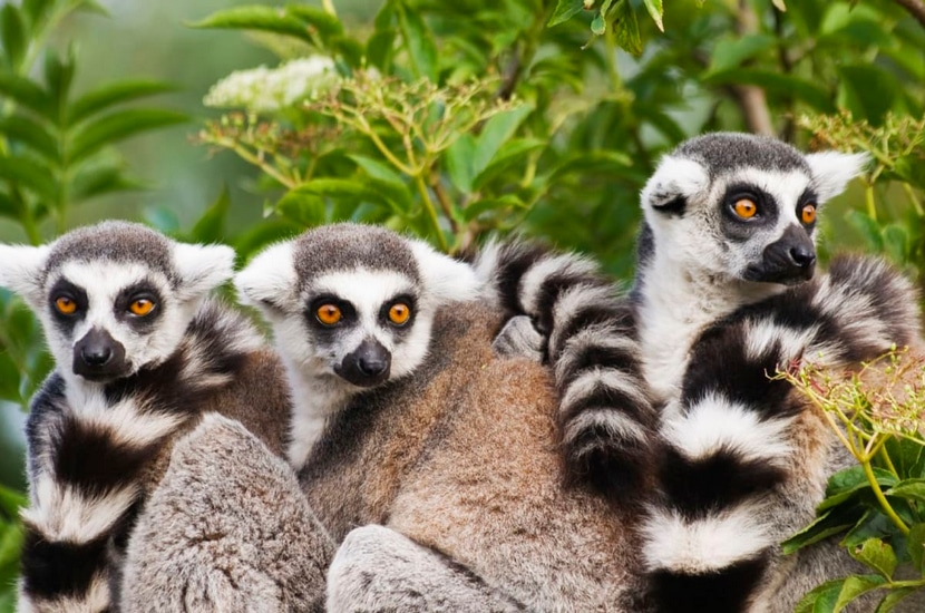 Tourisme : une nouvelle directrice à la tête de Madagascar National Parks